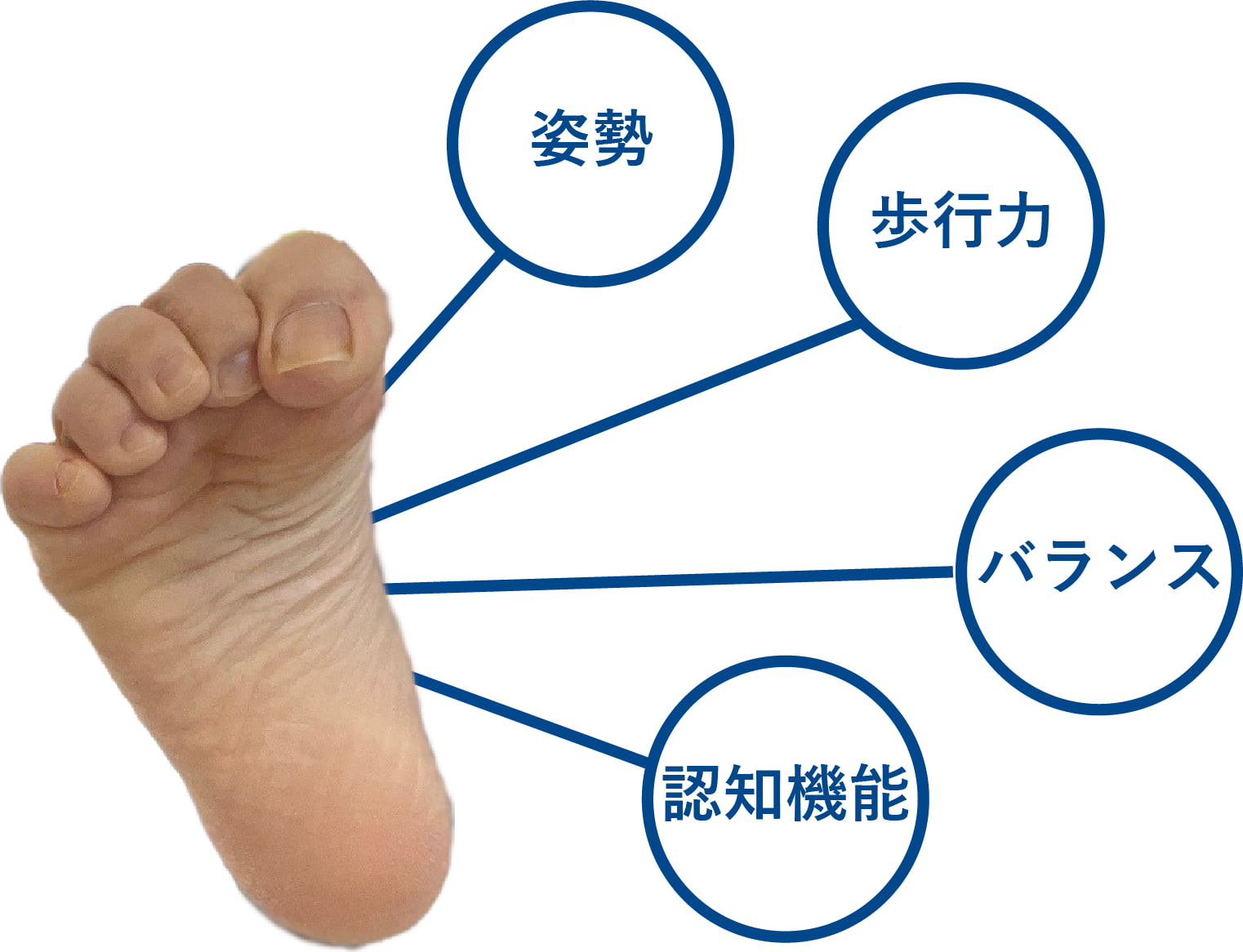 姿勢 歩行力 バランス 認知機能